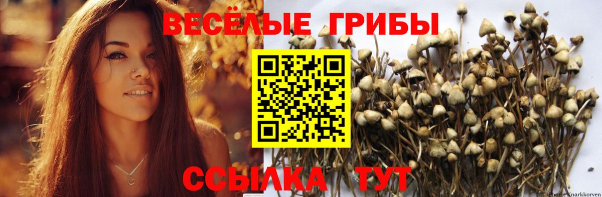 Галлюциногенные грибы Psilocybe  Галлюциногенные грибы MAGIC MUSHROOMS  Вход с VPN  Кохма 